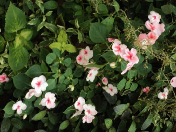 ലാൽബാഗ് ഫ്ലവർ ഷോ 2014