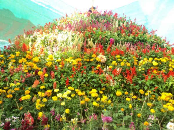 ലാൽബാഗ് ഫ്ലവർ ഷോ 2014