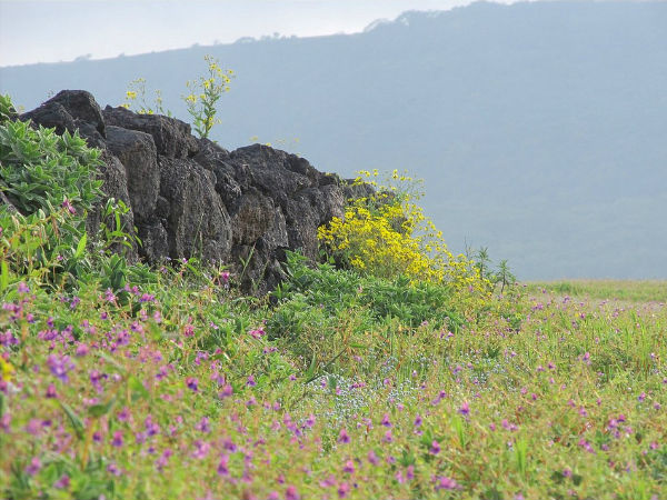 പൂക്കളുടെ സമതലം