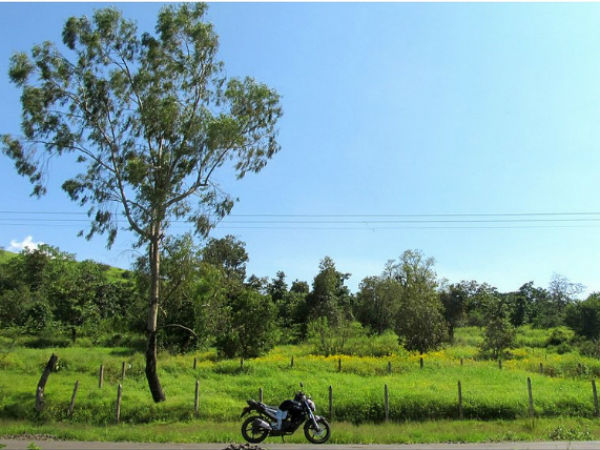 പൂക്കളുടെ കാലം