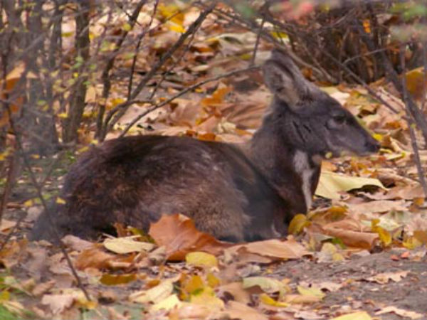 കസ്തൂരിമാൻ (Musk Deer)