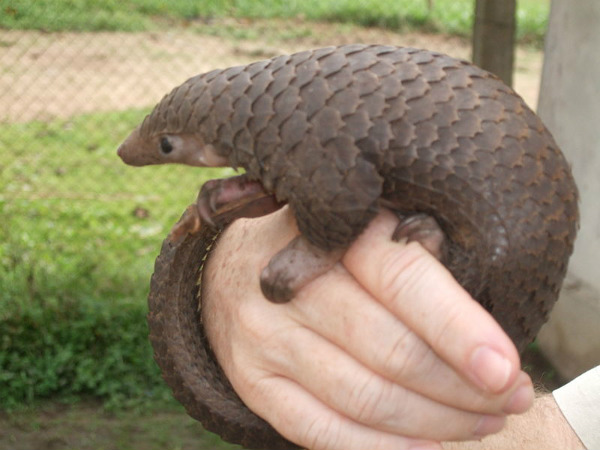 ഈനാംപേച്ചി (Pangolin )