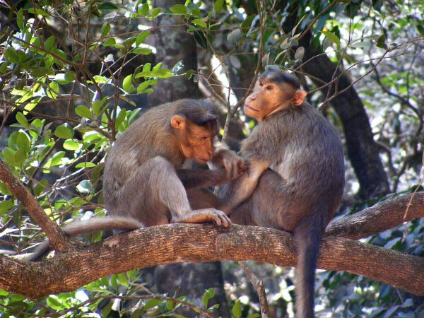 മത്തേരൻ