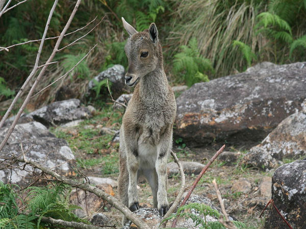 ഇരവികുളം നാഷണല്‍ പാര്‍ക്ക്