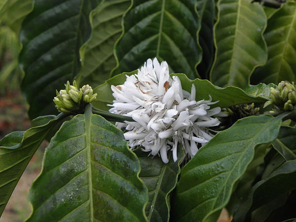 തോൽപ്പെട്ടി