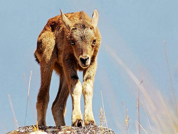 മുകുർതി