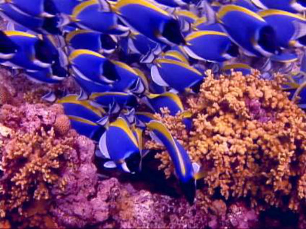 സുഹേലി പാര്‍