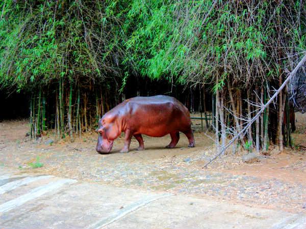 നീർക്കുതിര എന്ന് വിളിക്കാം