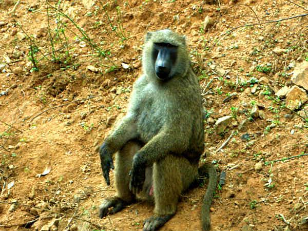 സ്മൈൽ പ്ലീസ്