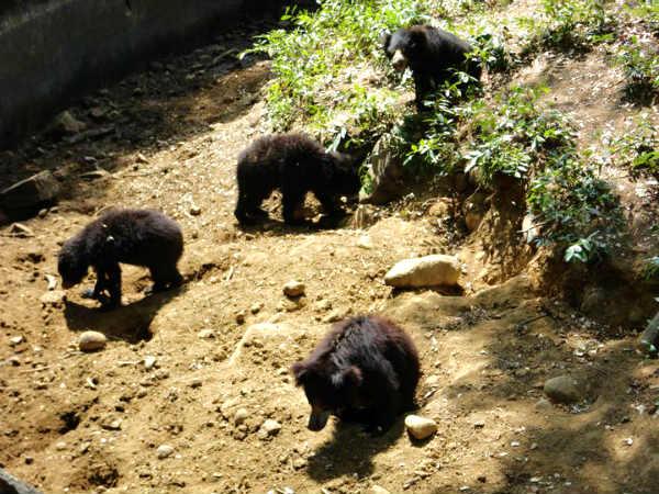 മൈഡിയർ കരടീസ്