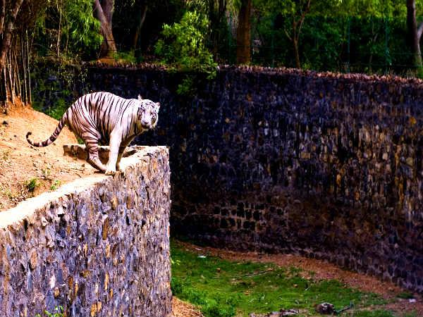 ഇതല്ലാ ഇതിനപ്പുറവും ചാടി കടന്നിട്ടുള്ളവനാണ്....