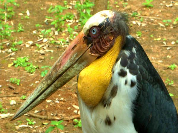 വല്ലാത്തൊരു കൊക്കാ