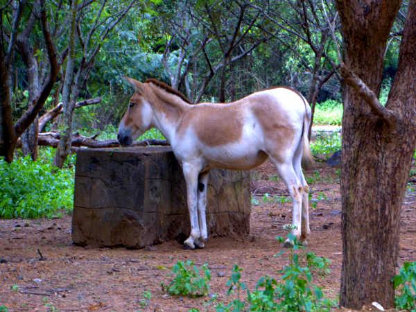 ഞാൻ അൽപ്പം വൈൽഡാ
