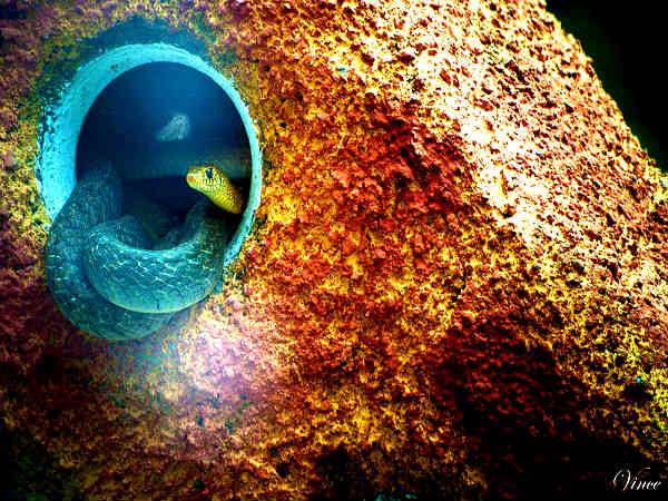 പാമ്പുകൾക്ക് മാളമുണ്ട്