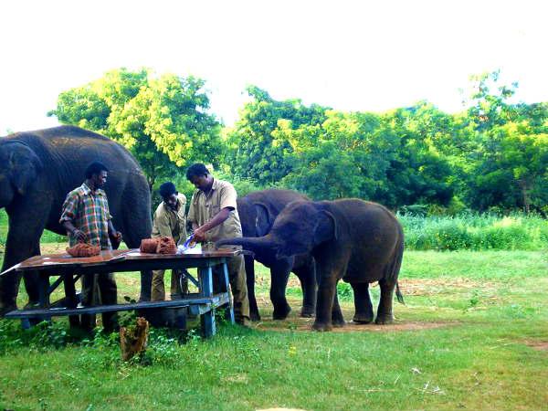 ആനയൂട്ട്