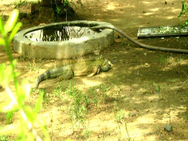 ദിനോസർ ആണോ എന്നൊരു സംശയം