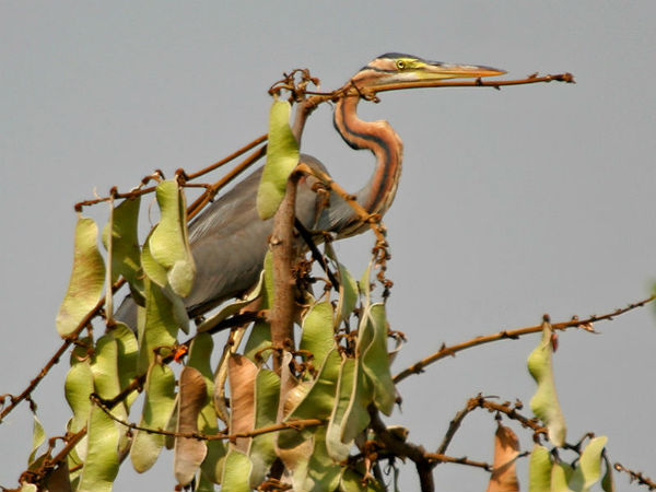 മഹാവീര്‍ ഹരിണ വനസ്താലി നാഷണല്‍ പാര്‍ക്ക് 