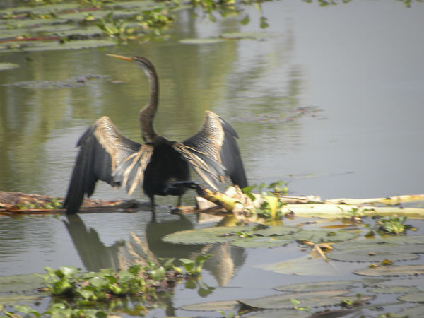 കുമരകം കാഴ്ചകൾ
