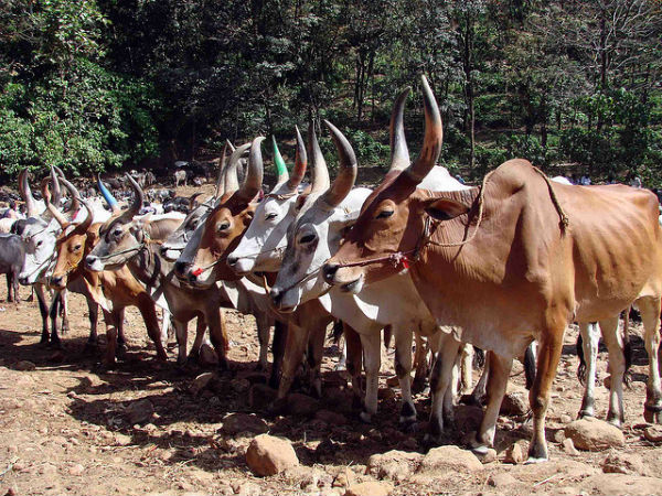 കുമരകം കാഴ്ചകൾ