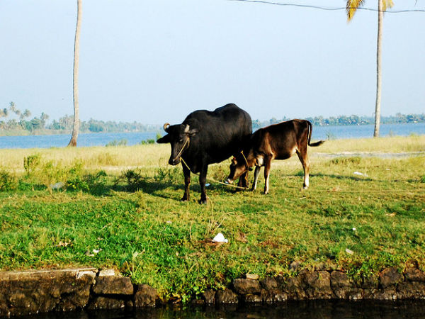കുമരകം കാഴ്ചകൾ