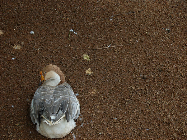 കുമരകം കാഴ്ചകൾ