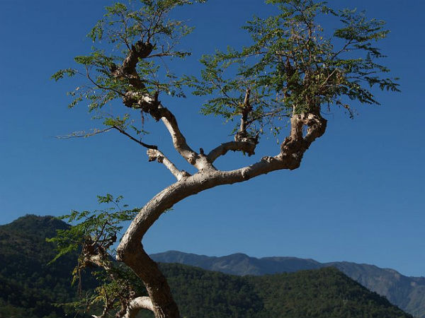 ഒറ്റമരം