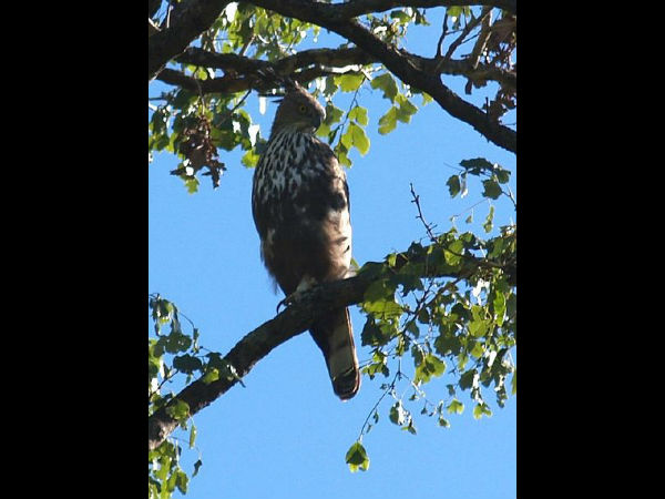 പ്രാപ്പിടിയൻ