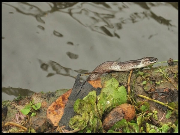 മഴക്കാഴ്ചകൾ 