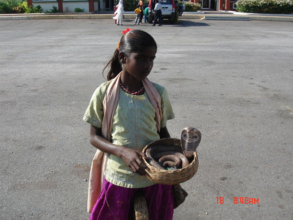 പാമ്പാട്ടി