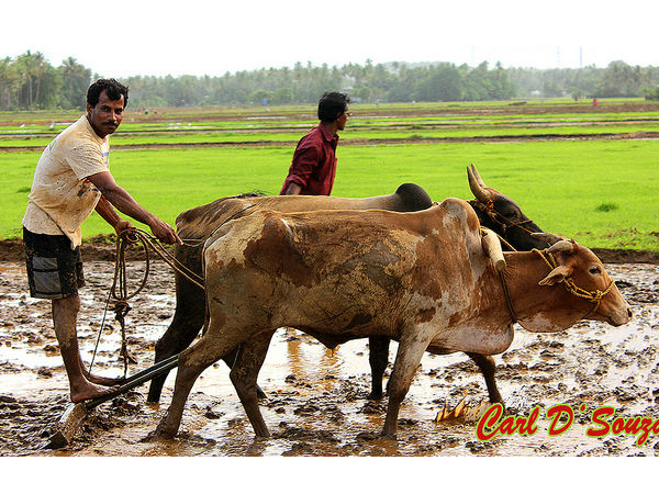 കൃഷി ആസ്വദിക്കാം
