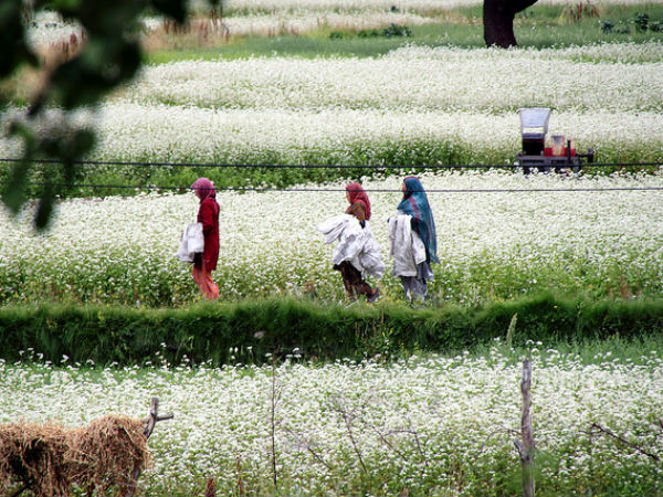 പാടം പൂത്തകാലം