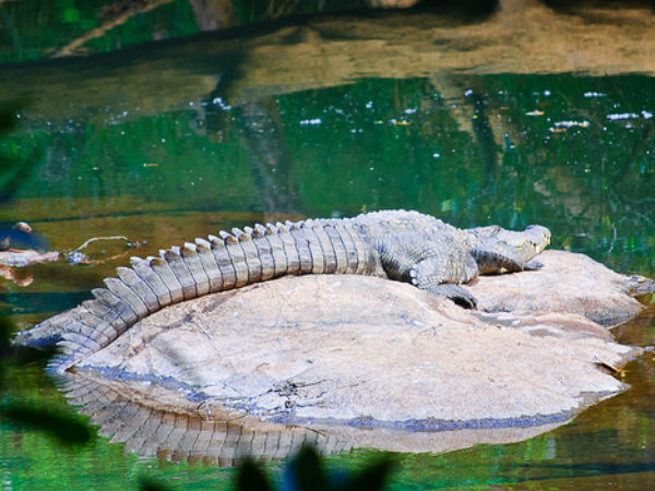 ചീങ്കണ്ണികൾ
