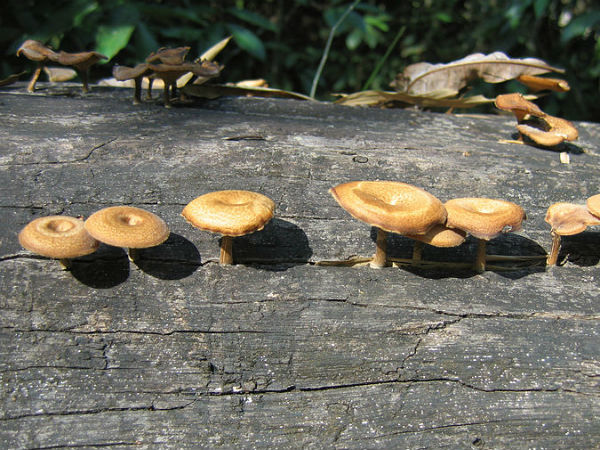 കാഴ്ചകൾ