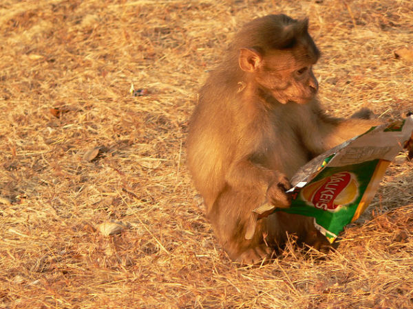 പരിസ്ഥിതി സംരക്ഷണം