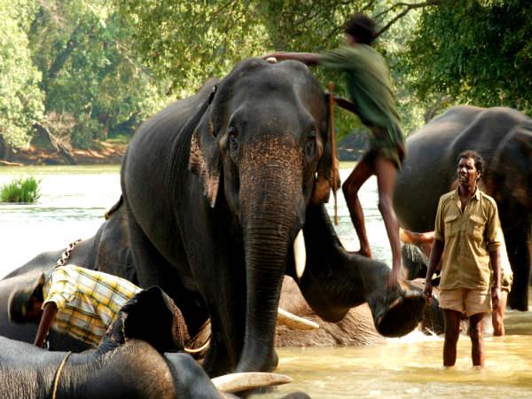 ദുബാരെയിലെ ആനകൾ