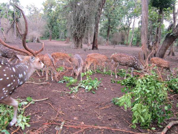 പുള്ളിമാനുകൾ
