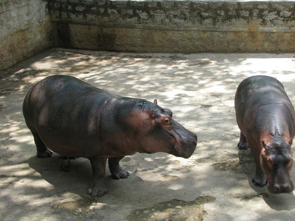 ഹിപ്പപൊട്ടാമസ്