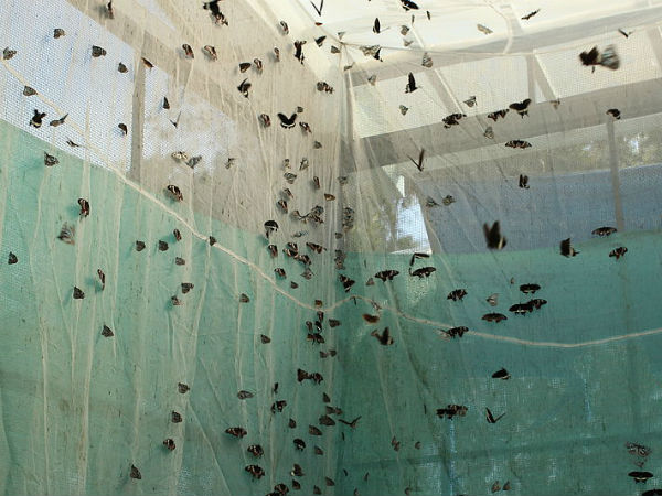 ശലഭങ്ങൾ