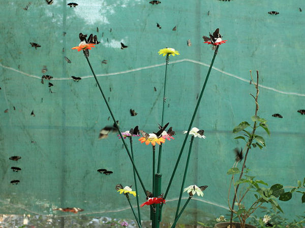 പൂന്തേൻ