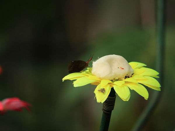 പൂവും പൂമ്പാറ്റയും