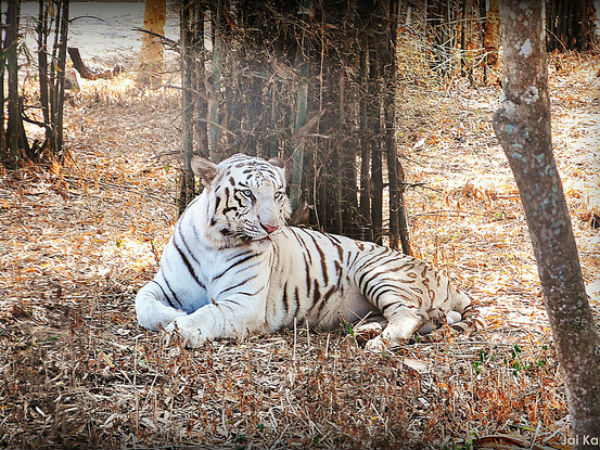 വെള്ളക്കടുവ