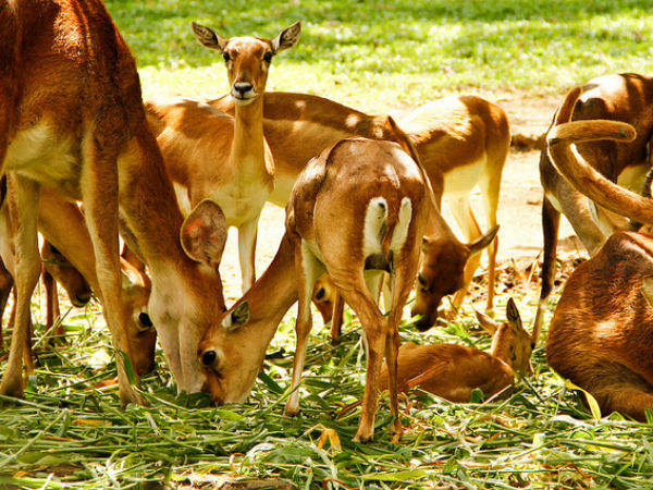 മാൻകൂട്ടം