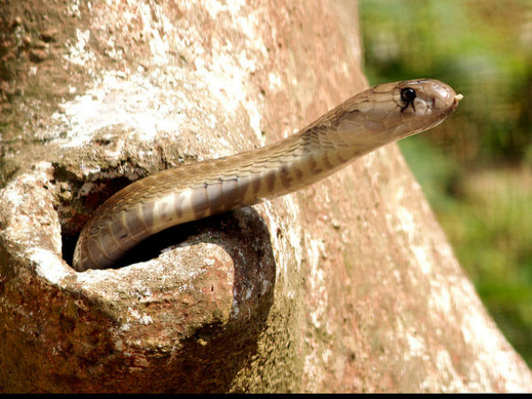 മാളത്തിൽ ഒളിച്ചവൻ