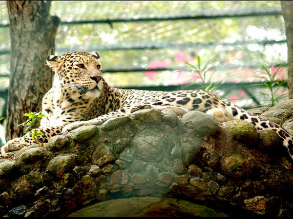 യവൻ പുലിയാണ്