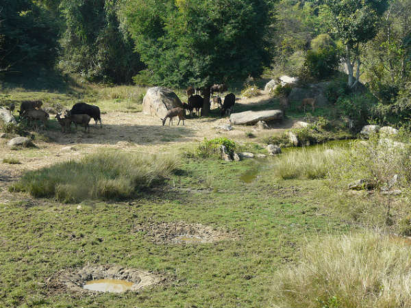 സസ്യഭുക്കുകൾ