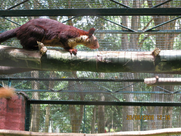 മലയണ്ണാൻ