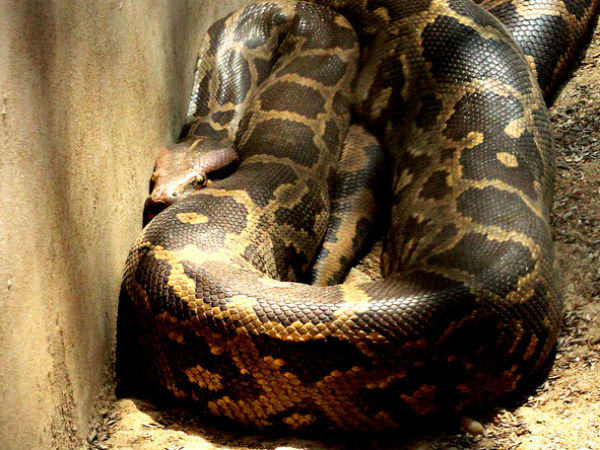 പെരുമ്പാമ്പ്