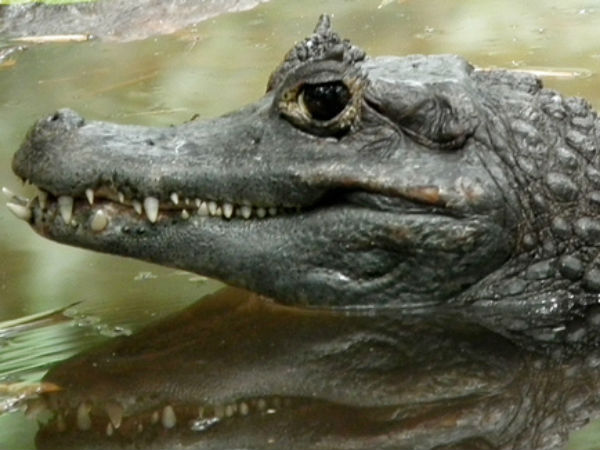 മുതലാ.. ളി