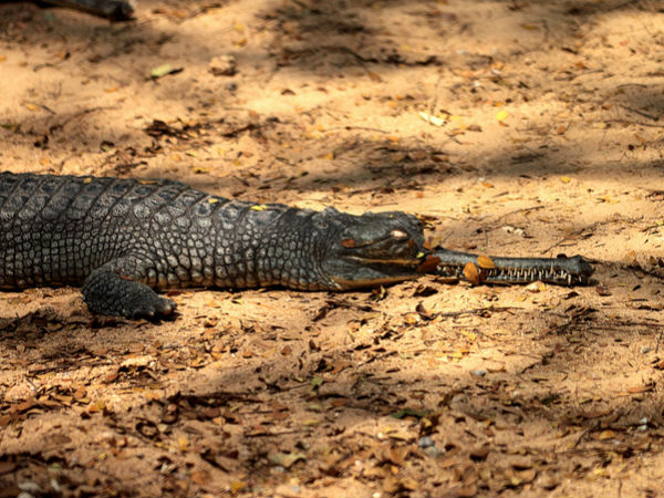 ഇരപിടിക്കുന്ന മുതല