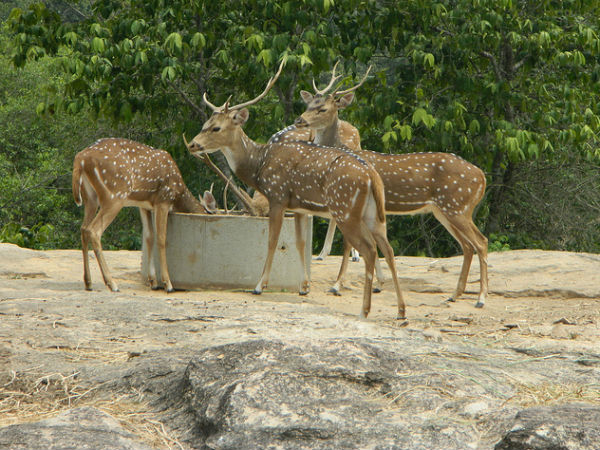 വെള്ളം കുടിക്കുന്ന മാനുകൾ